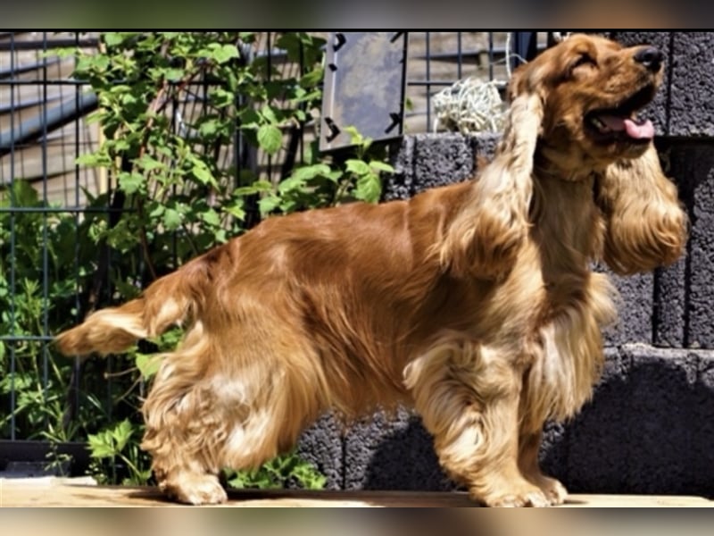 Reinrassige Englische Cocker Spaniel