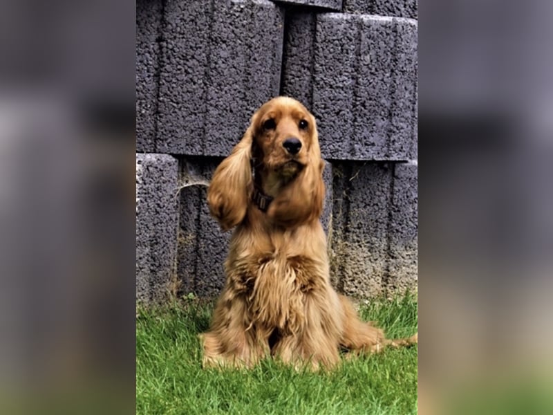 Reinrassige Englische Cocker Spaniel