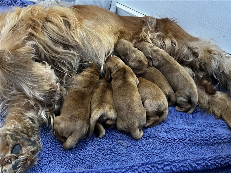 Reinrassige Englische Cocker Spaniel