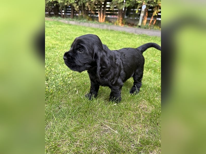 Cocker spaniel 2 Weibchen ,2 Rüden