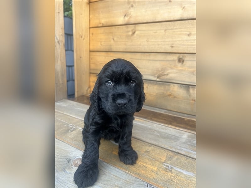 Cocker spaniel 2 Weibchen ,2 Rüden