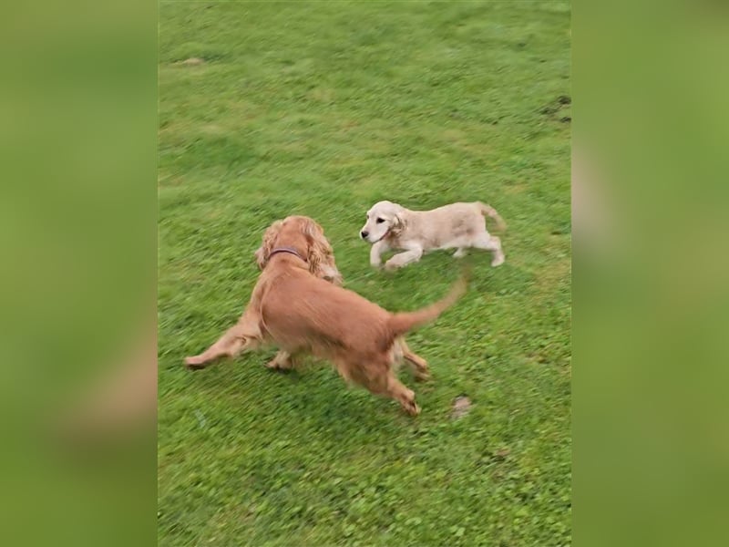 Cocker spaniel Welpen