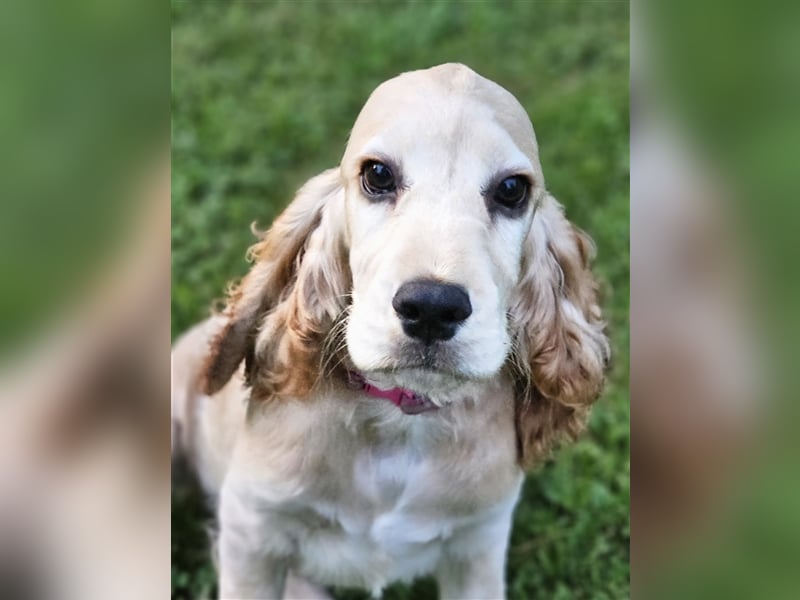 Cocker spaniel Welpen