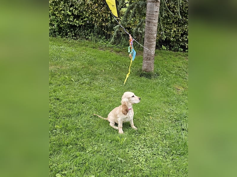 Cocker spaniel Welpen