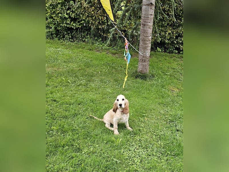 Cocker spaniel Welpen