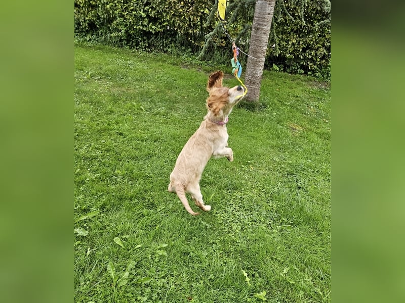 Cocker spaniel Welpen