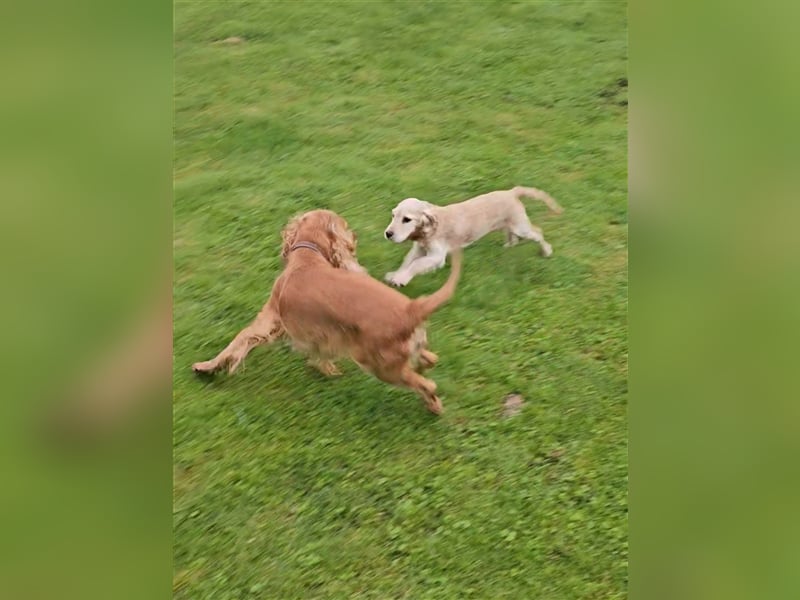 Cocker spaniel Welpen