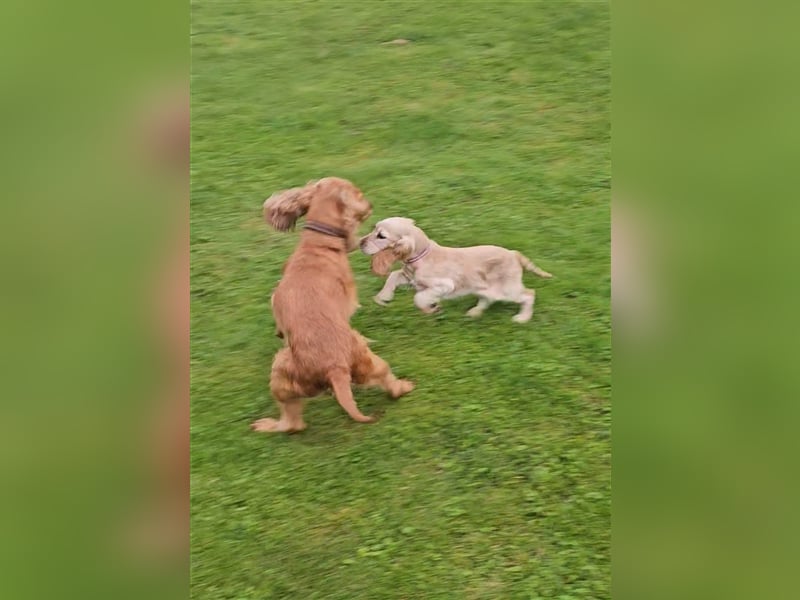 Cocker spaniel Welpen