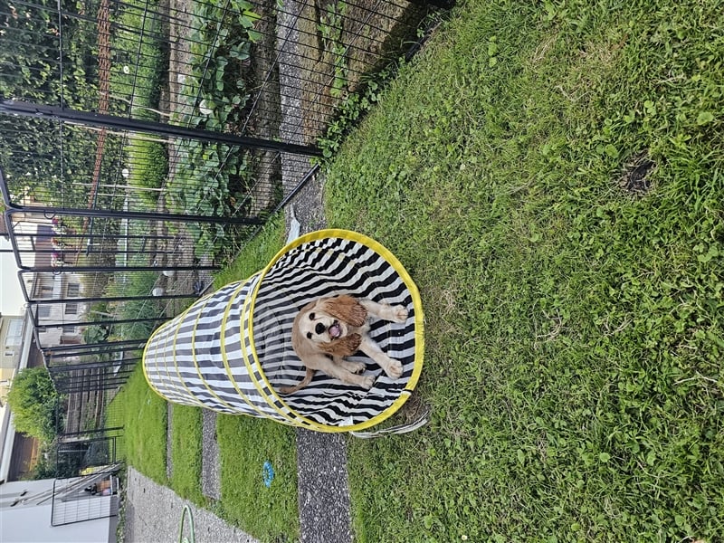 Cocker spaniel Welpen