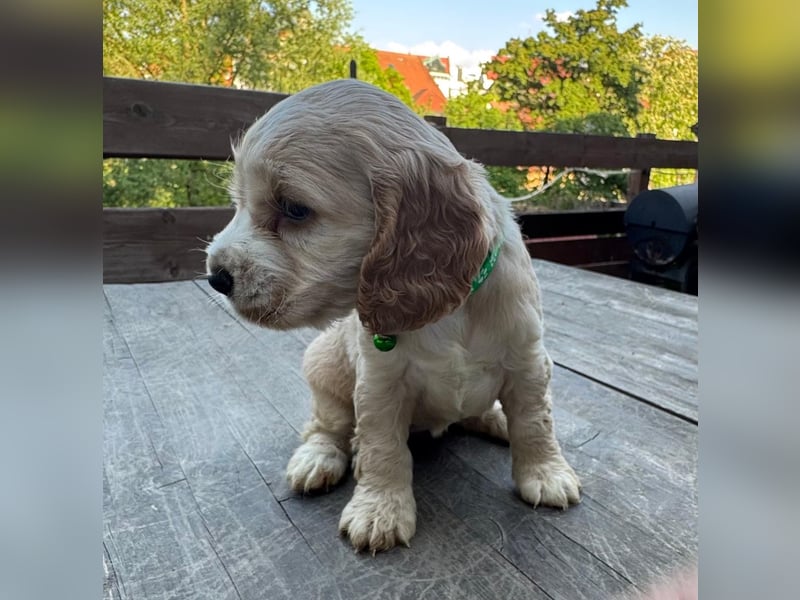 Cocker Spaniel Welpen