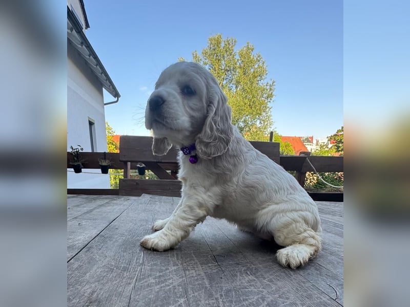 Cocker Spaniel Welpen