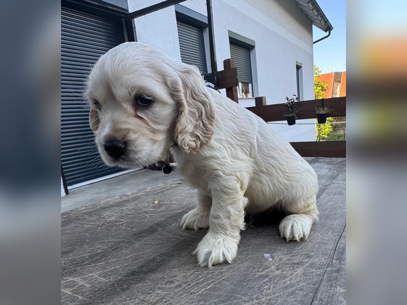 Cocker Spaniel Welpen