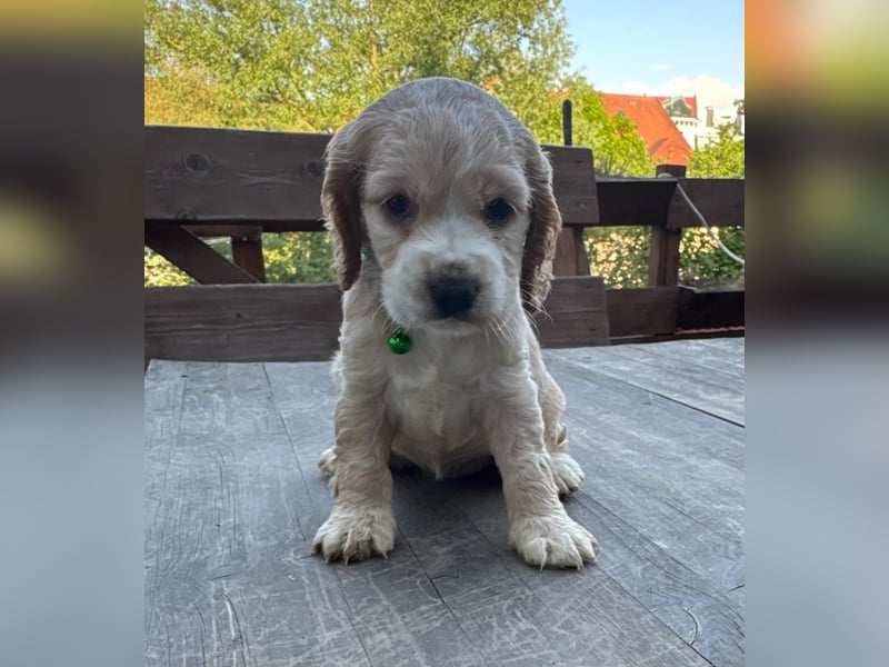 Cocker Spaniel Welpen
