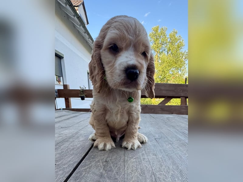 Cocker Spaniel Welpen
