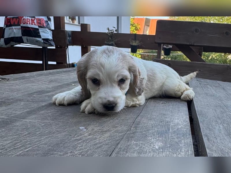 Cocker Spaniel Welpen