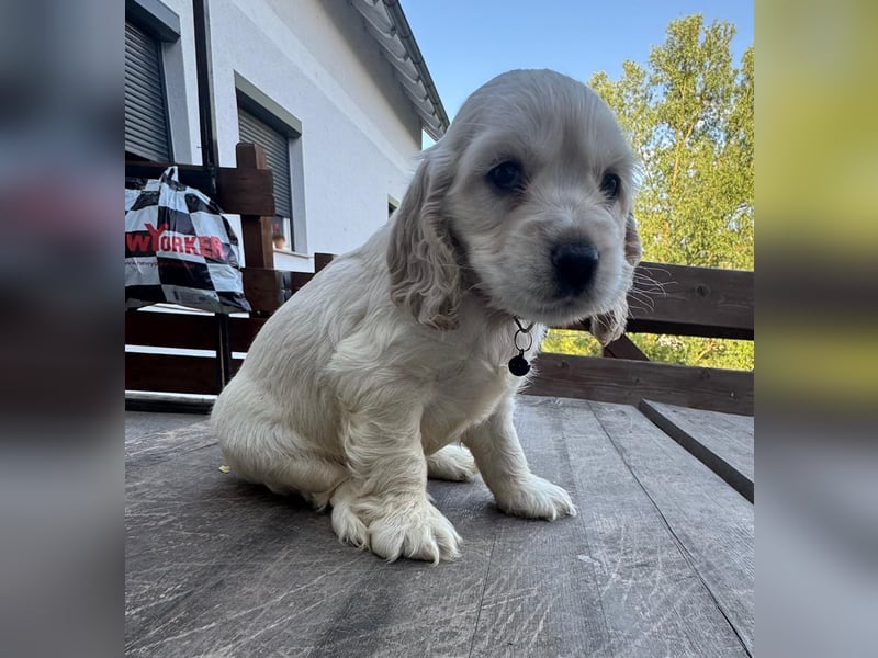 Cocker Spaniel Welpen