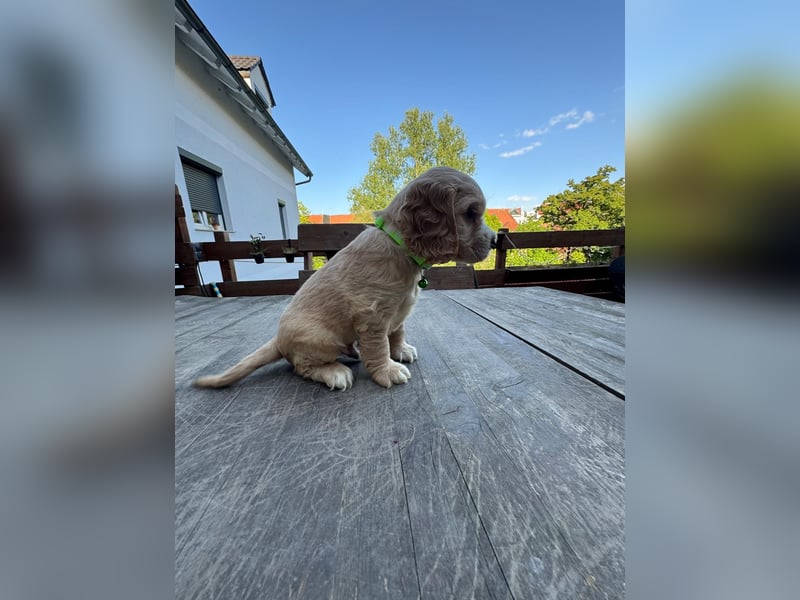 Cocker Spaniel Welpen