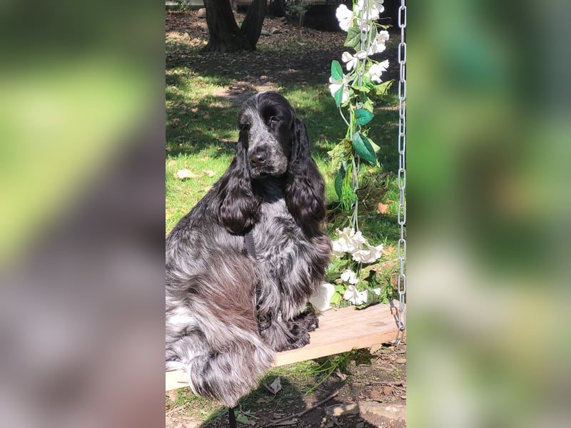 Ein wunderbarer englischer Cocker Spaniel