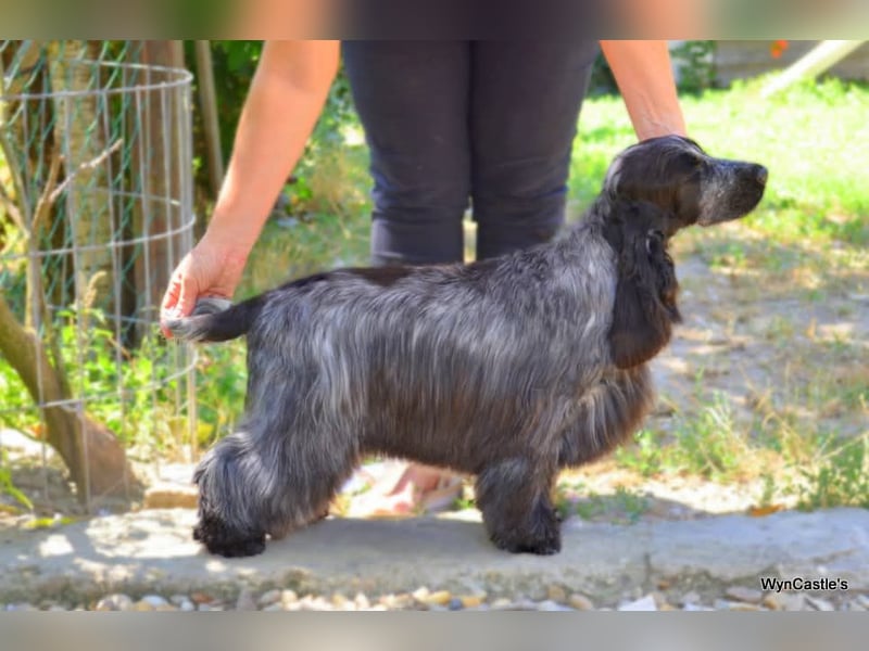 Ein wunderbarer englischer Cocker Spaniel
