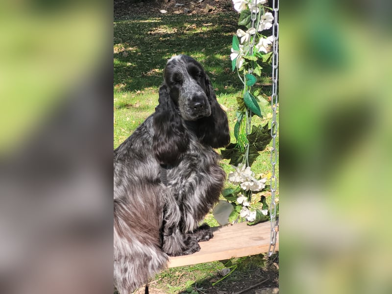 Ein wunderbarer englischer Cocker Spaniel