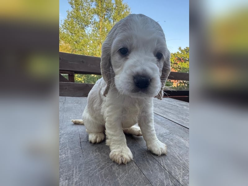 Cocker Spaniel Welpe