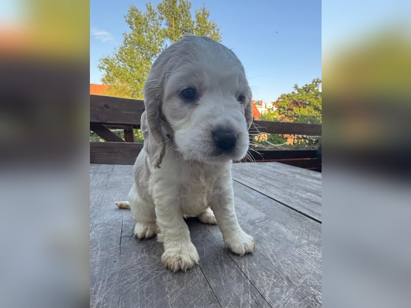 Cocker Spaniel Welpe