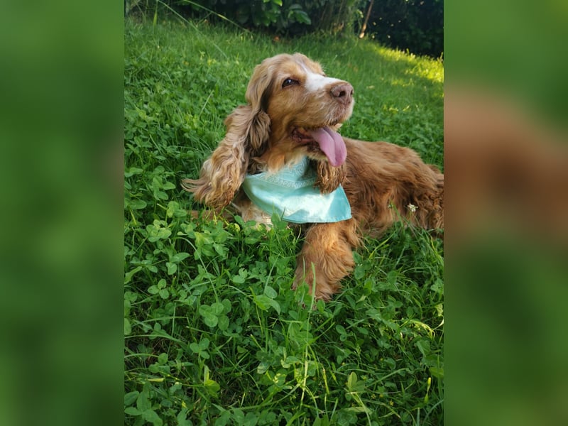 Traumhündin der Rasse English Cockerspaniel