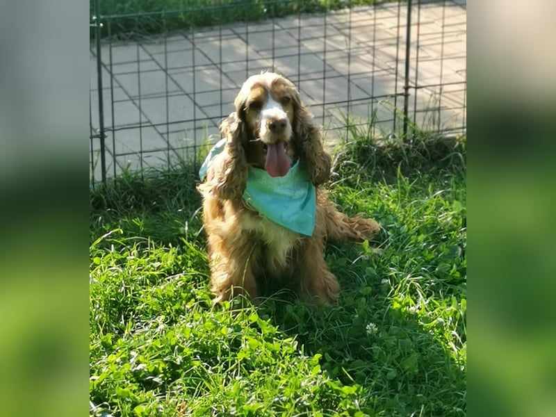 Traumhündin der Rasse English Cockerspaniel