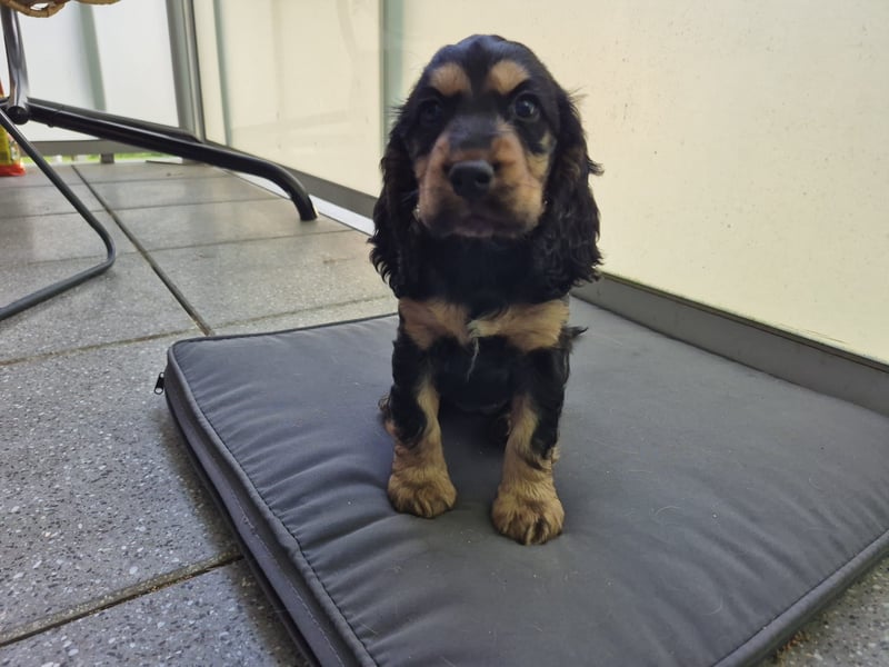 Reinrassige Cocker Spaniel Welpen