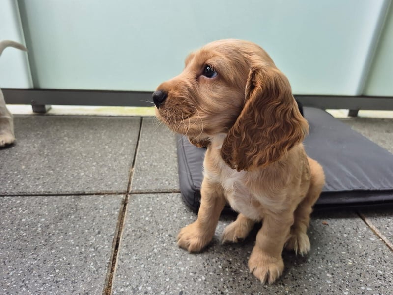 Reinrassige Cocker Spaniel Welpen