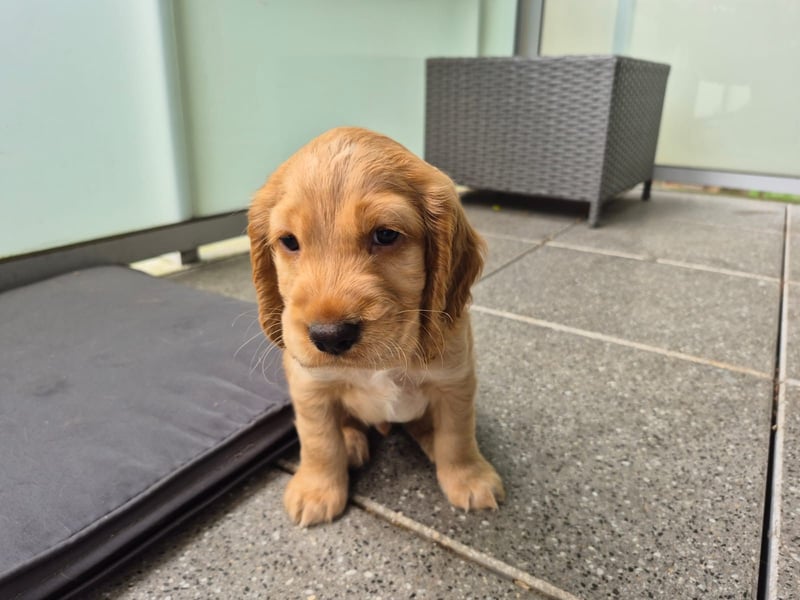 Reinrassige Cocker Spaniel Welpen