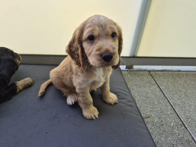 Reinrassige Cocker Spaniel Welpen