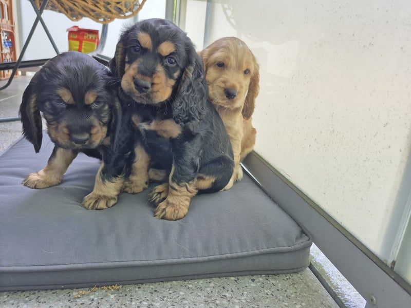 Reinrassige Cocker Spaniel Welpen