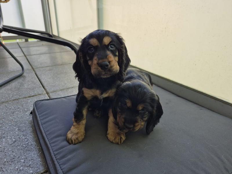 Reinrassige Cocker Spaniel Welpen