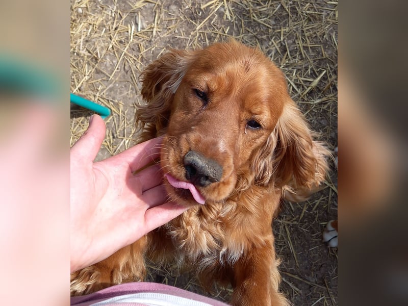 Cocker Spaniel Welpen geboren
