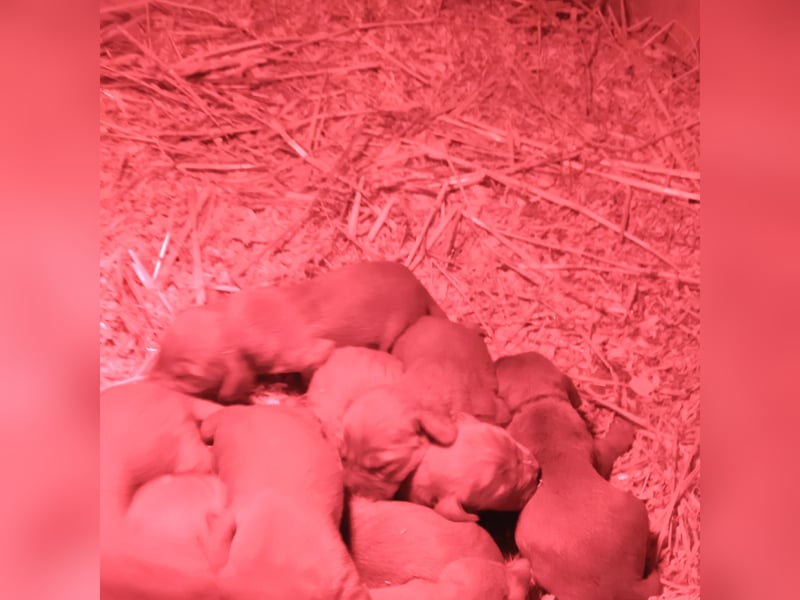 Cocker Spaniel Welpen geboren