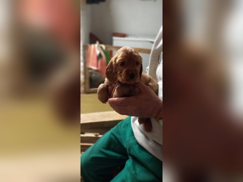 Engl. Cocker- Spaniel