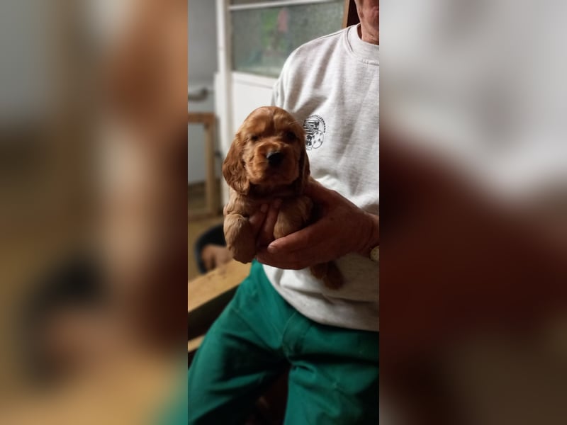 Engl. Cocker- Spaniel