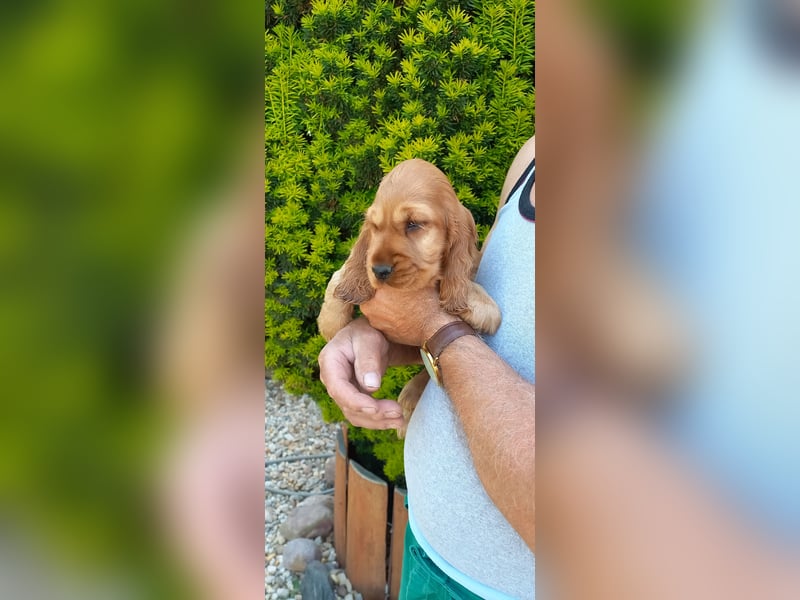 Engl. Cocker- Spaniel