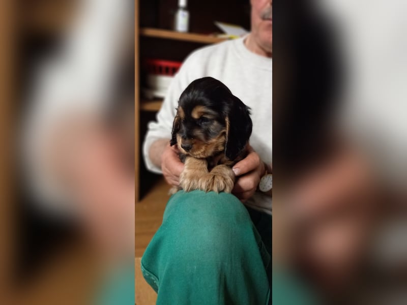 Engl. Cocker- Spaniel