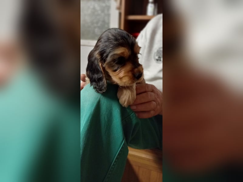 Engl. Cocker- Spaniel