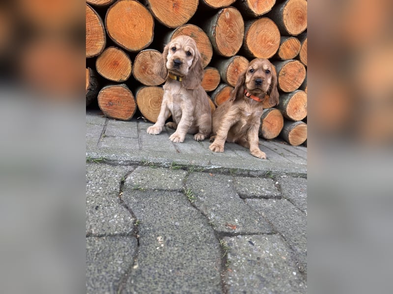 englische Cocker, Spaniel Welpen