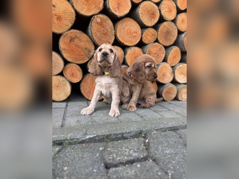 englische Cocker, Spaniel Welpen