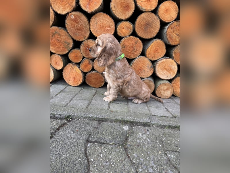 englische Cocker, Spaniel Welpen