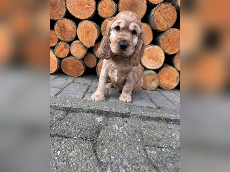 englische Cocker, Spaniel Welpen