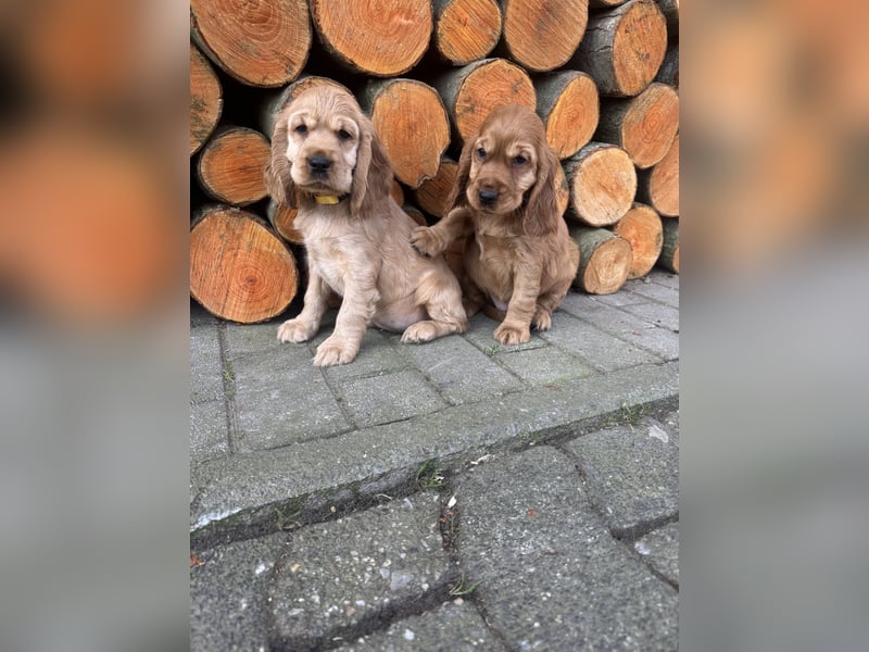 englische Cocker, Spaniel Welpen