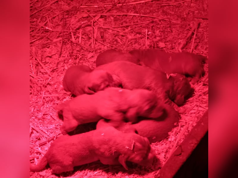 Süße Cocker spaniel Welpen rotbraun