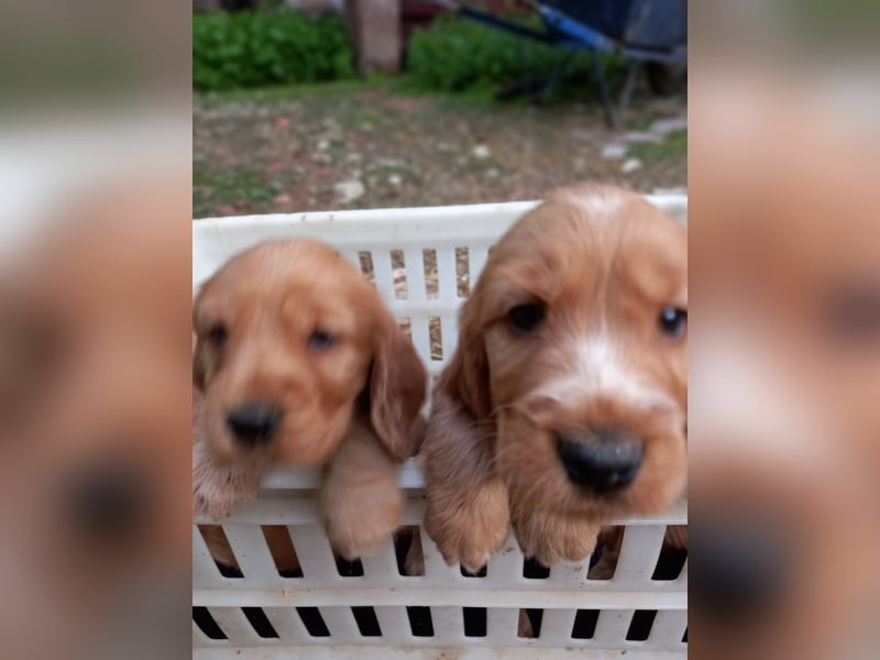 Süße Cocker spaniel Welpen rotbraun
