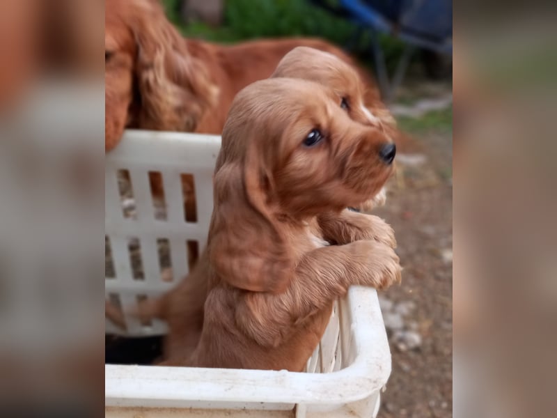 Süße Cocker spaniel Welpen rotbraun