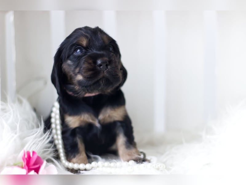 Reinrassige Cocker Spaniel Welpen